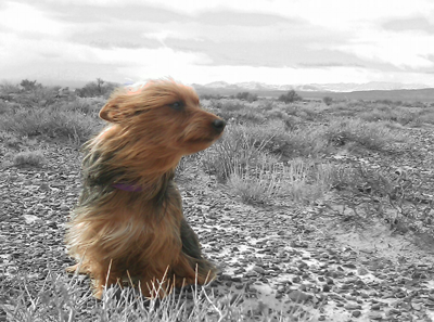 Dog on Loneliest Road in America